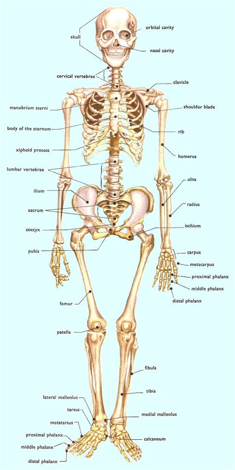 names of the human skeleton bones | Diabetes Inc.