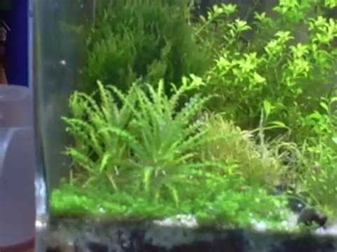 nano acuarios plantados 2   YouTube