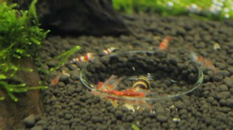Nano Shrimp Tank Fluval 30L  Feeding Frenzy Crystal Red ...