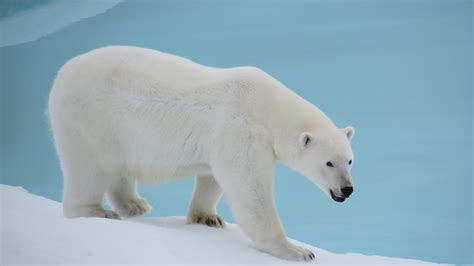 Nares Strait 2012: Of Walrus, Polar Bears, Narwhales, and ...