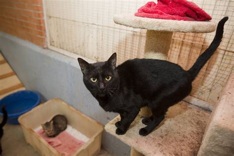 Narf Cattery | Los gatos negros desamparados de la ...