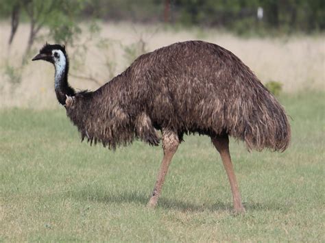 National Animal Of Australia  Emu   123Countries.com
