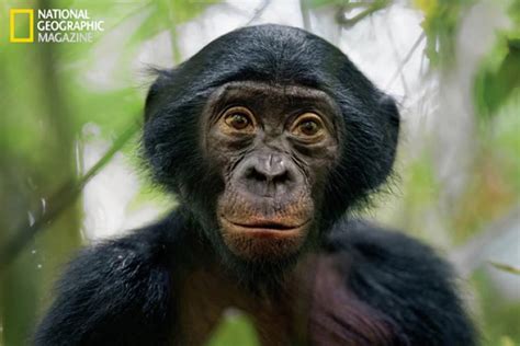 National Geographic photos show bonobos use love and sex ...