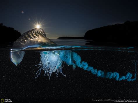 National Geographic’s Nature Photographer of the Year ...