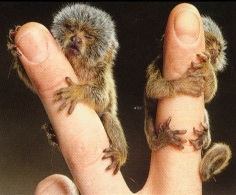 Natura Curiosa: El tití pigmeo, el mono más pequeño del mundo