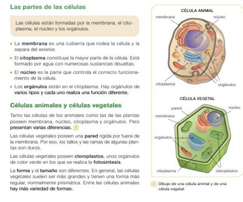 Naturales 6º | POETAS EN LA LUZ