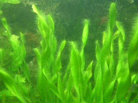 Naturales en el Álvar: Algas, líquenes y musgos