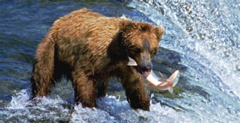 Naturaleza: El oso pardo, un depredador más implacable de ...