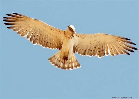 Naturaleza en Quinto: Siluetas de aves en vuelo