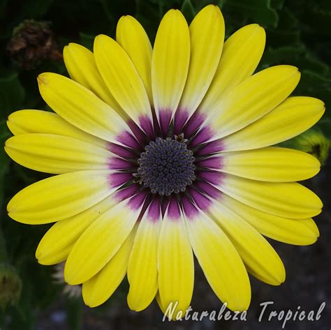 Naturaleza Tropical: 10 imágenes de flores que te ...