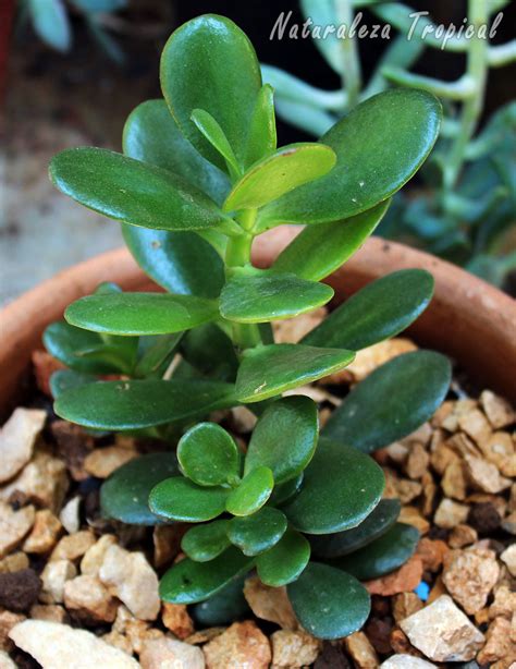 Naturaleza Tropical: Cuidados del popular Árbol de Jade ...