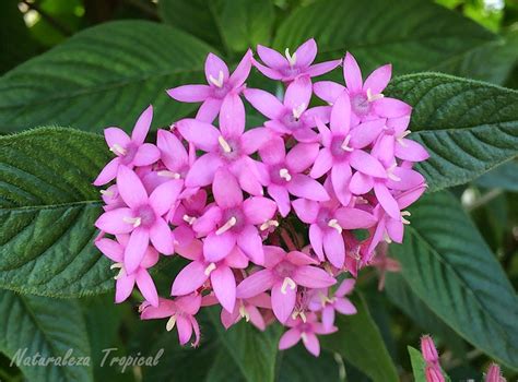 Naturaleza Tropical: Flor estrellita de jardín nombre ...