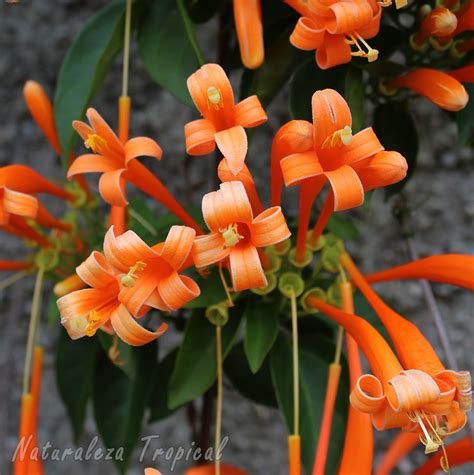 Naturaleza Tropical: Galería de flores de plantas ...