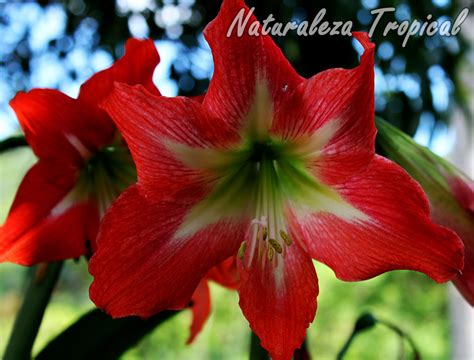 Naturaleza Tropical: Galería fotográfica de flores de ...
