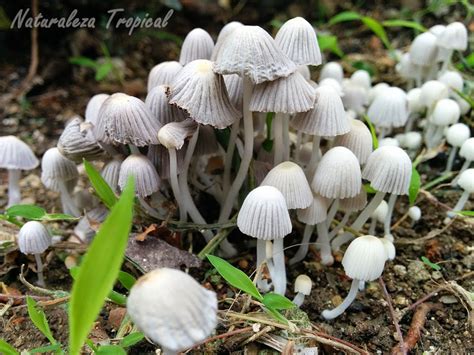 Naturaleza Tropical: Los Hongos, Reino Fungi