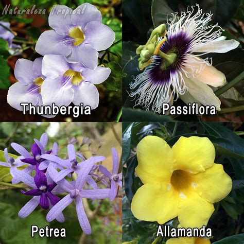 Naturaleza Tropical: Plantas comunes en la región tropical ...