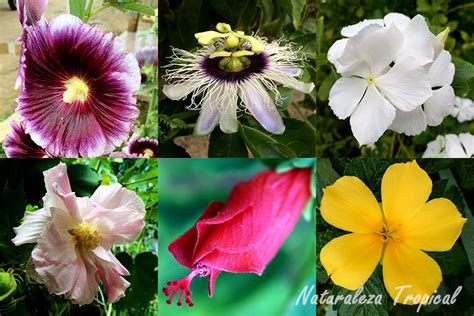 Naturaleza Tropical: Plantas ornamentales con propiedades ...