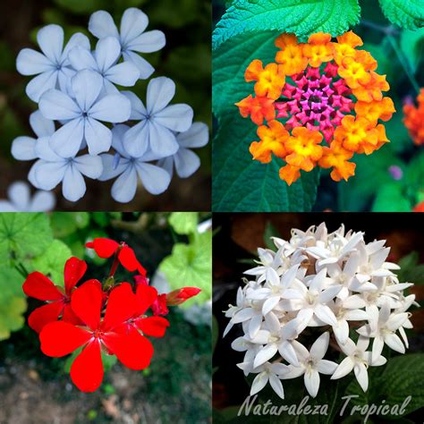 Naturaleza Tropical: ¿Quieres tu jardín con flores ...