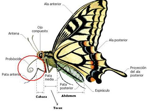 Naturaleza Viva : Mariposa   Iphiclides feisthamelii