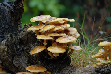 Nature Cameos: Some Common British Fungi