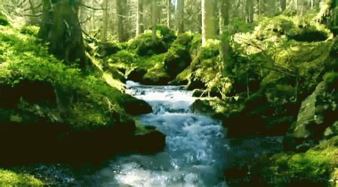 Nature GIF   Nature   Discover & Share GIFs