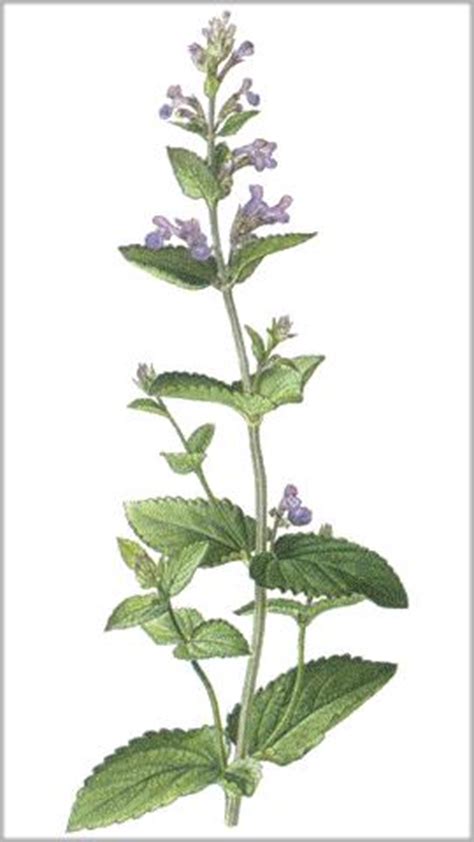 Nébeda  Nepeta cataria . Plantas medicinales