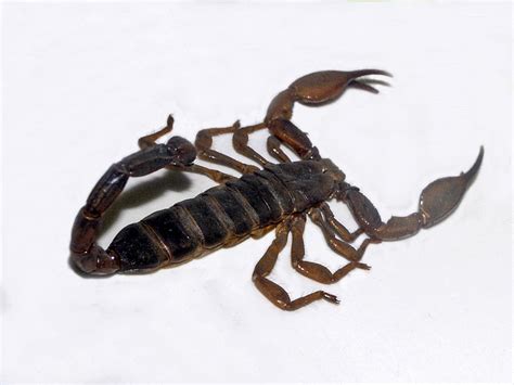 Nebo  scorpion    Wikipedia