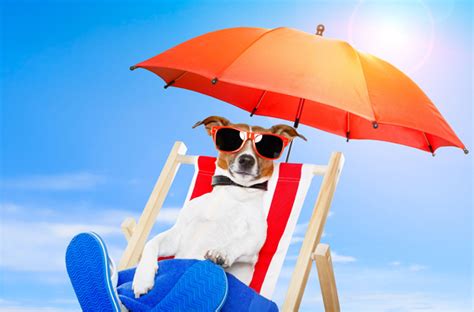 Need Summer Stock Images? Have you visited 123RF?