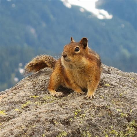 Nelson Ground Squirrel | Animals Facts & Latest Pictures ...