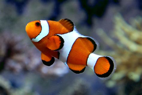 Nemo . Ocellaris Clownfish . Kelly Tarlton s Underwater Wo ...