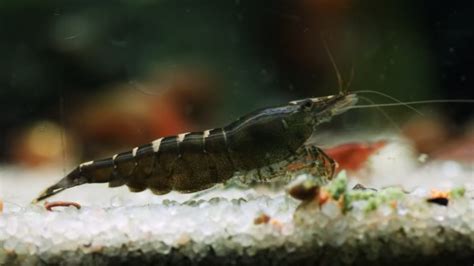 Neocaridina heteropoda black zebra | Fancy shrimp ...