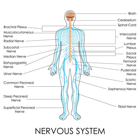 Nerves Of The Body   Human Anatomy Diagram | HUMAN ANATOMY ...