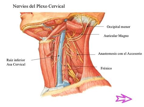 Nervios del Plexo Cervical Occipital menor Auricular Magno ...