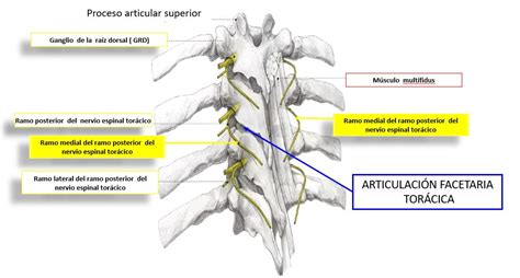 Nervios torácicos o nervios raquídeos torácicos | Dolopedia
