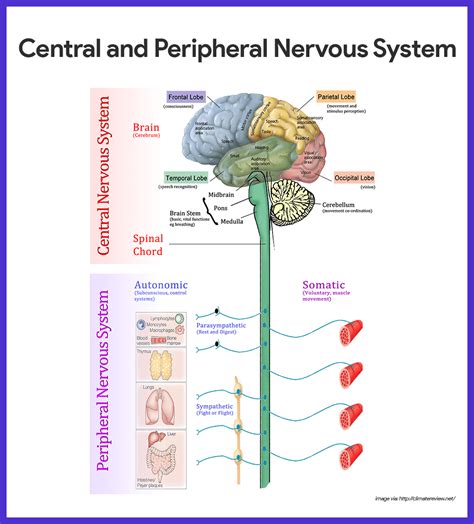 Nervous System Anatomy and Physiology • Nurseslabs