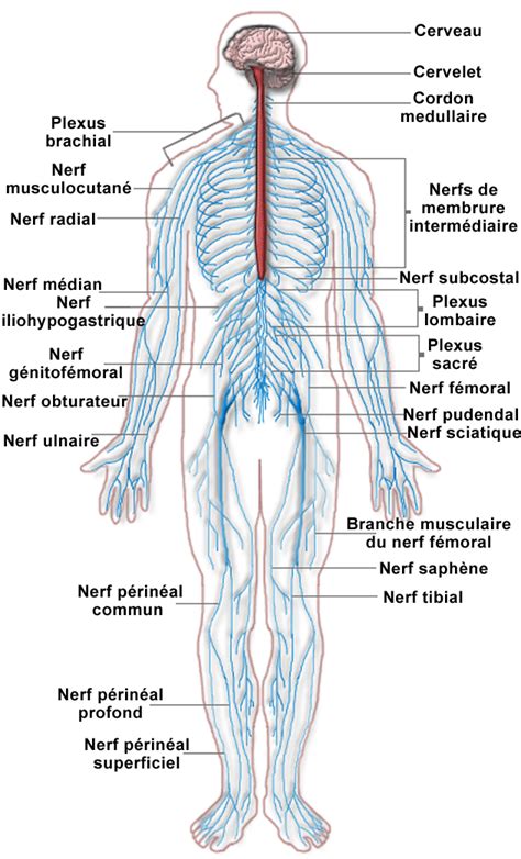 Nervous System | ByHealth.com