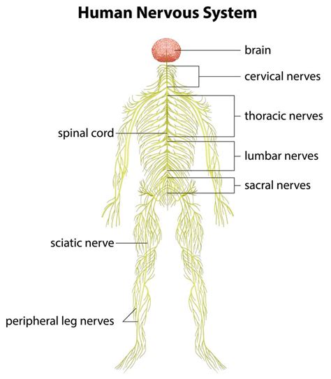 Nervous System Pinterest te | Kas Sistemi ve Nöroloji ...