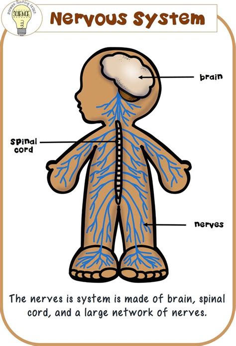 Nervous System Poster ©ITD Clipart Courtesy: EduClips ...