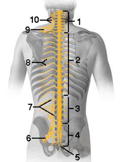 Nervous System : Spinal Nervs #1 Answers