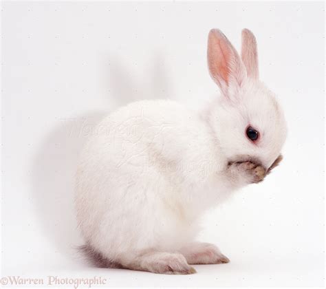 Netherland Dwarf baby rabbit photo   WP06491