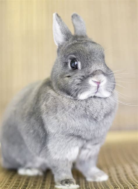 Netherland Dwarf Rabbit   A Complete Guide To A Tiny Breed