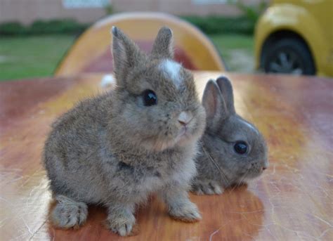netherland dwarf rabbits | Arnab Netherland Dwarf | Fly ...