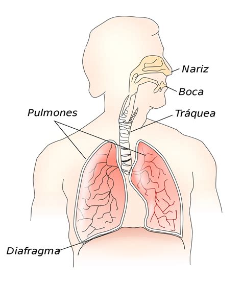 Neumología   Wikipedia, la enciclopedia libre