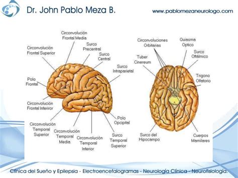 Neuroanatomia anatomia del encefalo