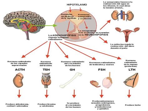 Neurobiologia Aplicada/ applied neurobiology: Estructuras ...