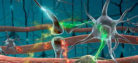 neuronas dibujo sistema nervioso   La Guía de las Vitaminas