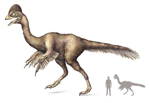 New  Chicken From Hell  Dinosaur Discovered