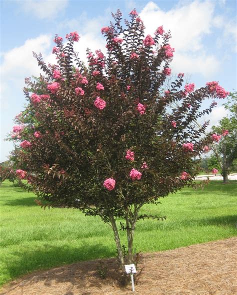 New Crapemyrtles with Burgundy Leaves from Spring through ...