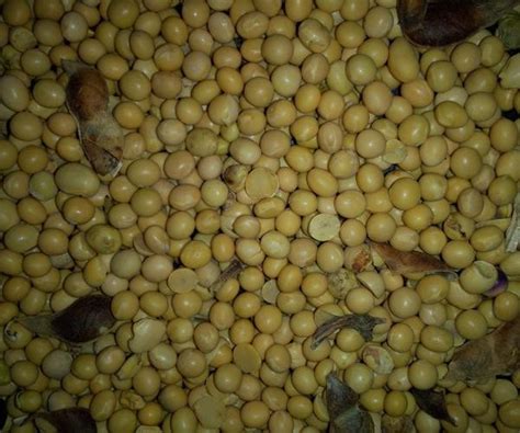 New Crop Organic Soybean Meal Buy Extruded Soybean Meal ...