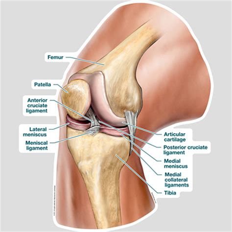 New Knee Ligament Discovered: Implications for ACL Injury ...